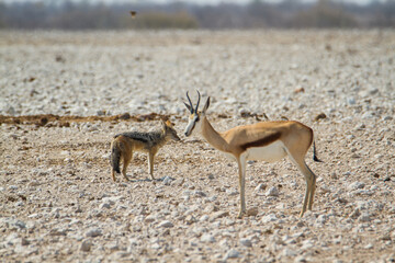 Springbok antelopes in dry arid climate at Etosha National Park, Namibia