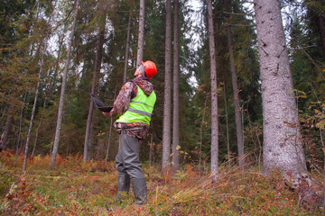 An ecologist with a computer in his hands observes the development of the forest. A forest engineer works in the forest.