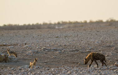 Two jackals and hyena at Etosha National Park, Namibia