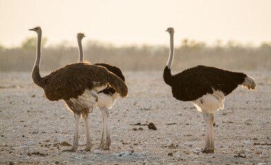 Group of ostriches (birds) at Etosha National Park, Namibia