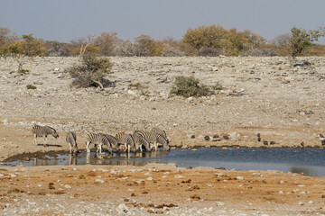 Fototapeta na wymiar Herd of zebras drinking at waterhole at Etosha National Park, Namibia