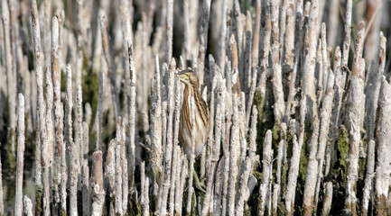 Heron and habitat. Lake reeds background. Camouflage animal. Bird: common Squacco Heron. .