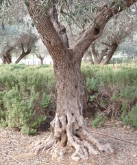 Fototapeta premium tree trunk