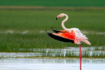 Colorful bird flamingo. Blue green nature background.