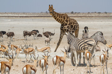 Large group of african safari animals with giraffe looking at camera at waterhole, Etosha, Namibia (antelopes, springbok, gemsbok, giraffe, ostrich)