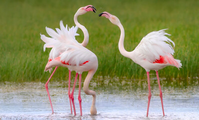 Colorful bird flamingo. Blue green nature background.