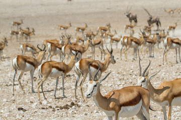Large group of african safari animals at waterhole, Etosha, Namibia (antelopes, springbok)