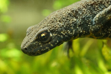 Balkan crested newt or Buresch's crested newt ( Triturus ivanbureschi )
