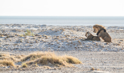 Couple of female and male lion at Etosha salt pan, Namibia (lion and lioness)