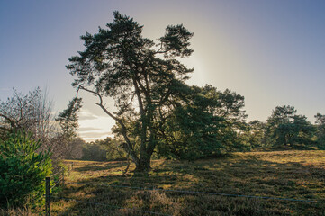 Fototapeta premium tree in the morning