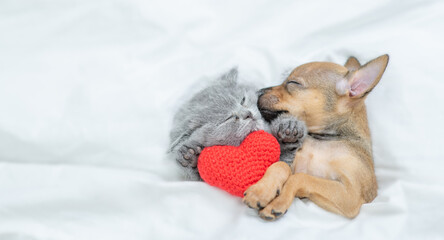 Kitten and toy terrier puppy sleep together under a white blanket on a bed at home. Top down view. Empty space for text