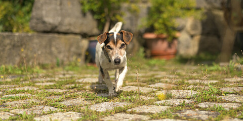 Cute 12 years old Jack Russell Terrier dog in a garen with stone wall and paving stone floor