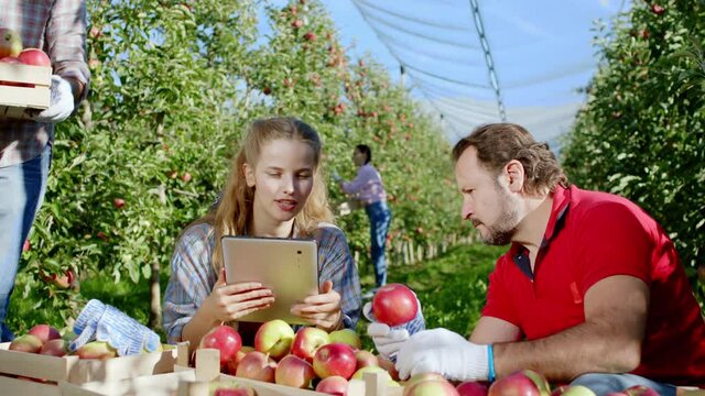 Agriculture concept in the middle of apple orchard closeup beautiful lady countryside take some pictures of new harvest of this year beside with his dad they analyzing and discussing about the most