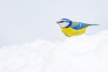 Cute bird and winter. White snow background. Bird: Eurasian Blue Tit. 