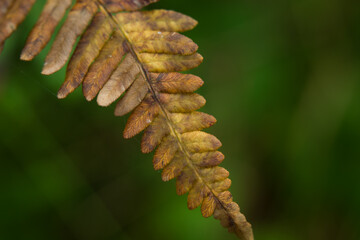 Brown yellow fern leaf on a green background