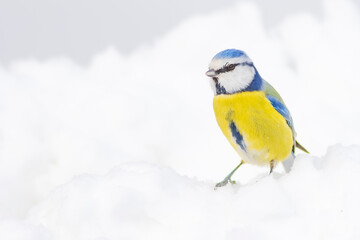 Cute bird and winter. White snow background. Bird: Eurasian Blue Tit. 
