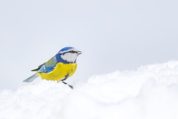 Cute bird and winter. White snow background. Bird: Eurasian Blue Tit. 