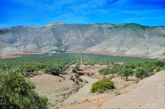 Olive trees between the mountains
