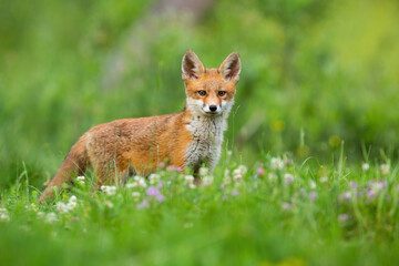 Young red fox, vulpes vulpes, standing on meadow in springtime nature. Juvenile orange mammal looking on grassland in summer. Little predator observing on green glade with wildflowers.