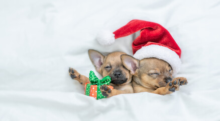 Toy terrier puppies wearing red santa's hat sleep gift box under a warm white blanket on a bed at home with gift box. Top down view. Empty space for text