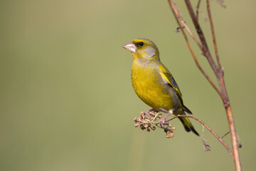 Male european greenfinch, chloris chloris, sitting on dry plant with copy space in spring nature. Songbird bird resting on a stem illuminated by morning sun with green blurred background.