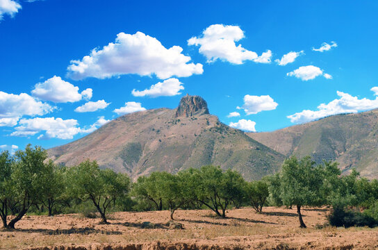 Olive trees between the mountains