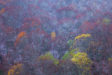Otoño en el Bosque Atlántico, Monasterio de Hermo, Asturias