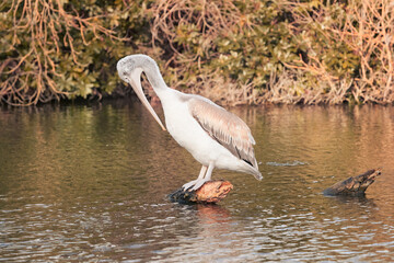 Obraz premium Great white pelican in the pond