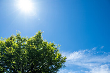Fototapeta premium 風景素材 爽やかな初夏の青空