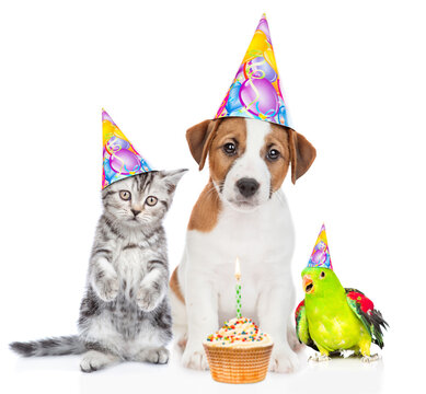 Group of pets wearing party's hats sit together with birthday cupcake with burning candle. isolated on white background