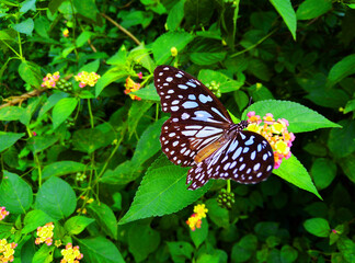 Obraz premium All-focus