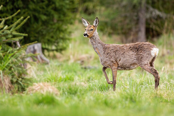 Pregnant roe deer, capreolus capreolus, doe changing coating on a glade in mountains during springtime. Gravid female mammal walking aside alertly with copy space.