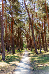 A avenue with very high trees on a sunny dry summer day. 