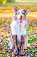 Border collie dog wearing rubber boots sits at autumn park