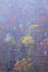 Otoño en el Bosque Atlántico, Monasterio de Hermo, Asturias