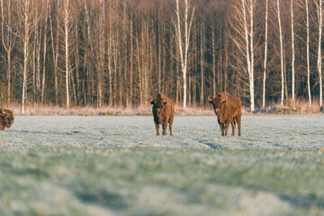 European bison - Bison bonasus in the naliboki forest.