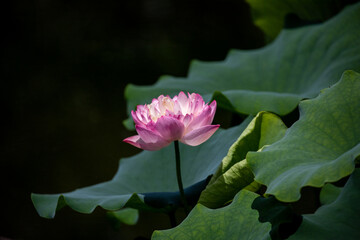 背景素材　ハスの花のクローズアップ