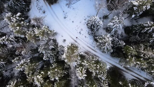 Winter Forest aerial view. Snow covered Winter landscape. Spruce forest European Green Deal. Top down birds eye view. Climate neutral global warming. Latvia landscape. Winter background