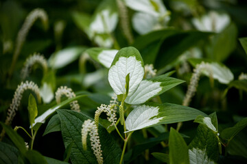 風景素材　鮮やかな半化粧の葉
