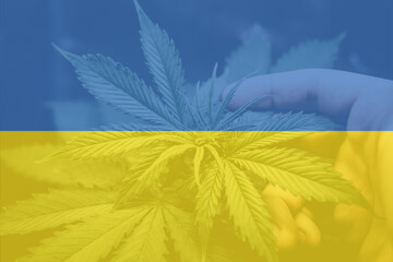Weed Decriminalization in Ukraine. leaf of cannabis marijuana on the flag of Ukraine. Cannabis...