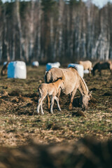 Naklejka na ściany i meble Rare tarpan horses. Mom with a foal. In the nalibok forest. Belarus