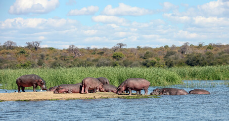 Wild hippos rest on the island and in the water of the Zambezi River