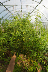 Greenhouse with tomatoes. Farming, gardening, growing vegetables in a closed transparent room