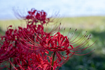 風景素材　琵琶湖畔にさく彼岸花のクローズアップ