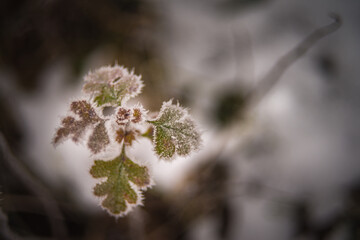 Mróz 2 © Piotr