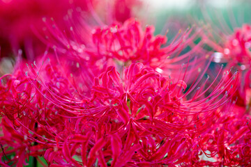 風景素材　琵琶湖畔にさく彼岸花のクローズアップ