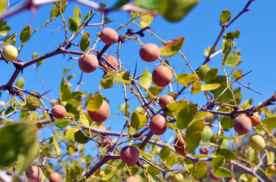 landscape, sidr, nuts, Natural herbs