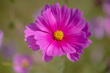 Obraz premium 風景素材 綺麗なコスモスの花のクローズアップ