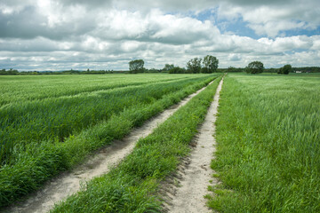 Fototapeta na wymiar Country road through green fields with grain