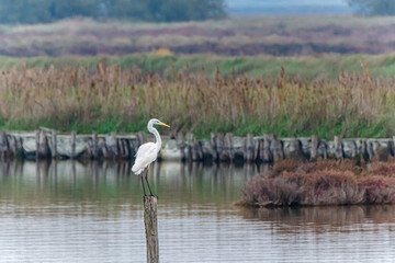 Heron